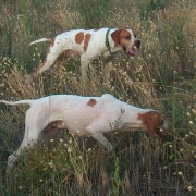 Pointer in ferma Pointer in ferma